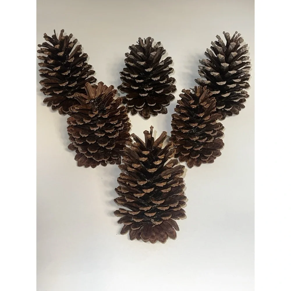 Bundle Of 18 PineCones Handpicked Washed Sun-dried Excellent Condition